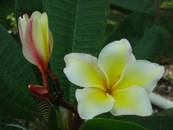 Gold Coast Cotton Candy Plumeria