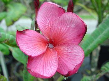 Black Tiger aka Dragon Heart Plumeria Black Tiger aka Dragon Heart Plumeria