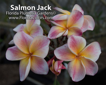 Salmon Jack JJ aka JJ Carnival Plumeria