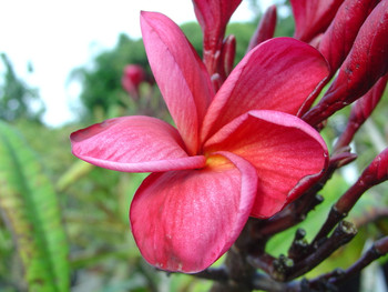 Jamaican Fire Plumeria