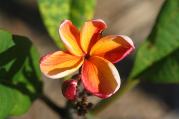 Jamaican Fire Plumeria