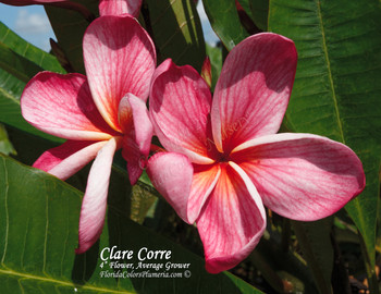 Plumeria believed to originate from Kukiat in Thailand