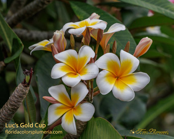 Grafted Plumeria aka Frangipani with the predominate color of Yellow