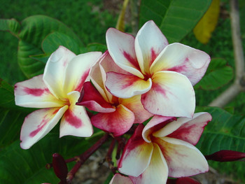 Bonfire Plumeria