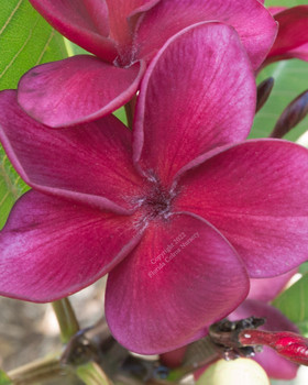 Plumeria for Sale - Plumeria A-Z - Page 1 - Plumeria by