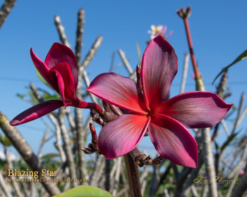Calcutta Star Plumeria