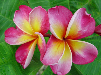 Danny One Plumeria