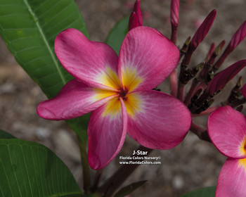 J Star aka JJ Vienna Rose Plumeria