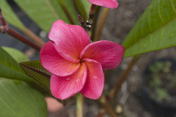 Kimoson FCN Plumeria