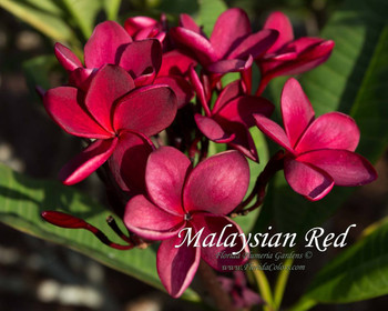 Malaysian Red Plumeria