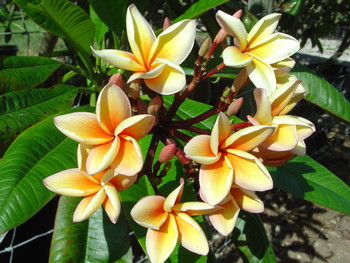 Paul Weissich Plumeria