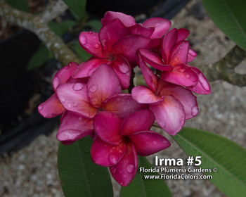 Irma 5 Plumeria