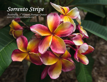 Candy Stripe Plumeria