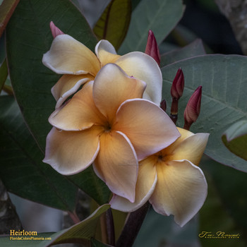 Heirloom Plumeria