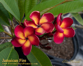 Toba's Fire Plumeria