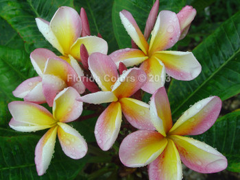 Royal Hawaiian Plumeria aka Plastic Pink