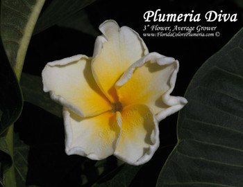 Plumeria Diva by Florida Colors Nursery