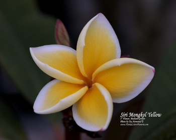 Grafted Plumeria aka Frangipani with the predominate color of