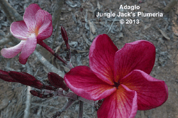 Adagio JJ Plumeria