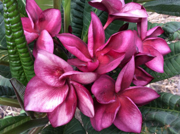 Grenadina Nui Plumeria