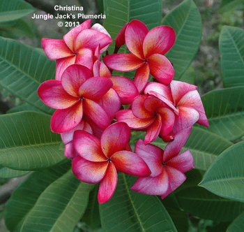 Christina JJ Plumeria