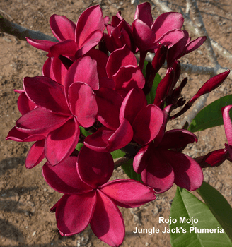 Rojo Mojo JJ Plumeria