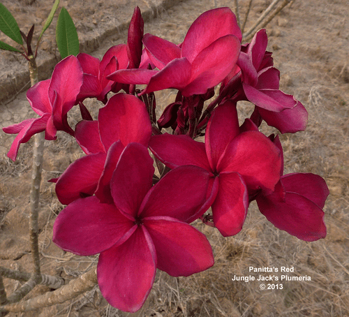 Panitta's Red JJ Plumeria