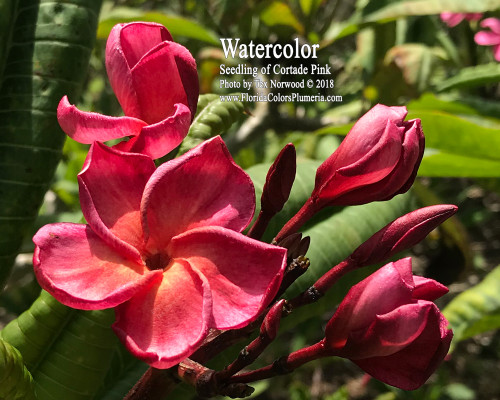 Watercolor FCN Plumeria