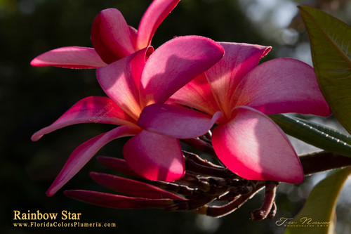 Rainbow Star Plumeria