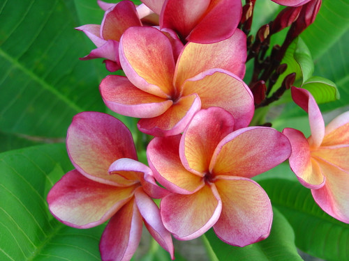 Orange Rainbow Plumeria