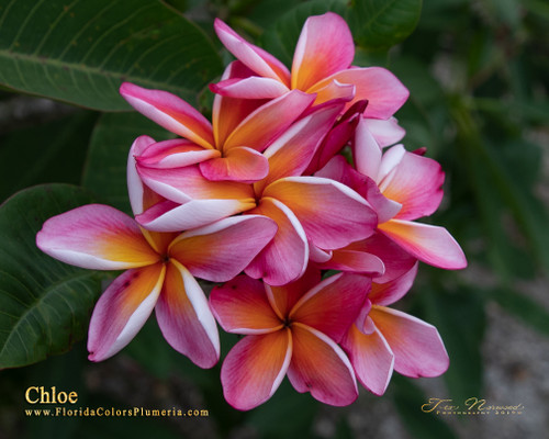 Chloe FCN Plumeria