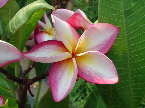 Sally Moragne Plumeria