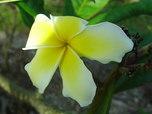 Celadine Plumeria
