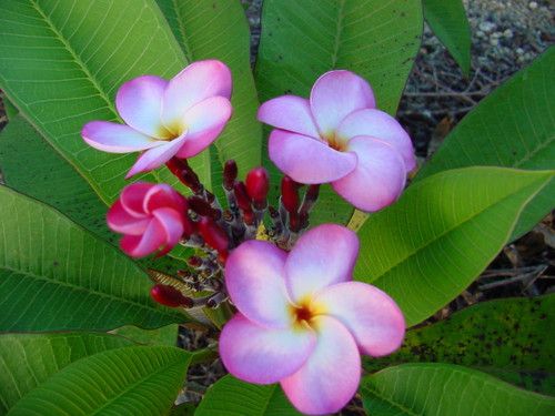 Brittney Plumeria Brittney Plumeria