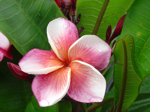 J105 Plumeria