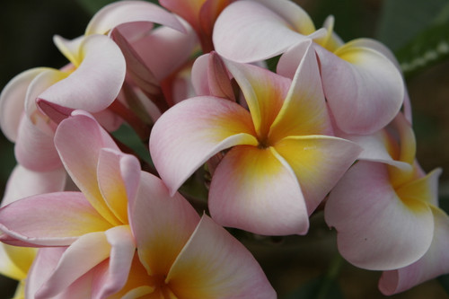 Maui Beauty Plumeria