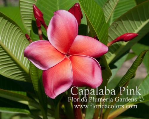 Capalaba Pink aka Unconditional Love Plumeria