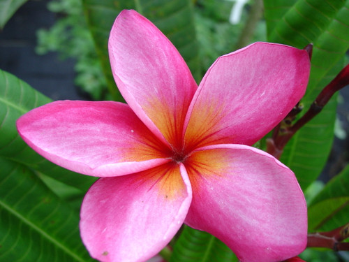 Red Butter Plumeria
