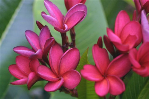 Joshua Plumeria