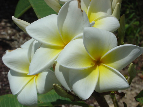 Samoan Fluff Plumeria