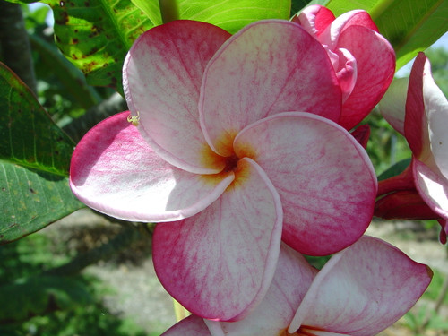 Speckletacular FCN Plumeria
