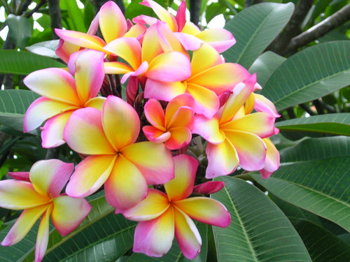 Aussie Confetti Plumeria