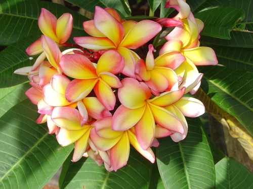 Aussie Confetti Plumeria