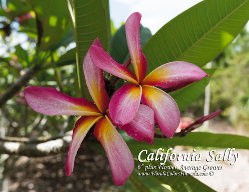 California Sally Plumeria