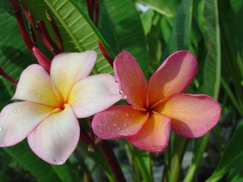 Orange Punch Plumeria