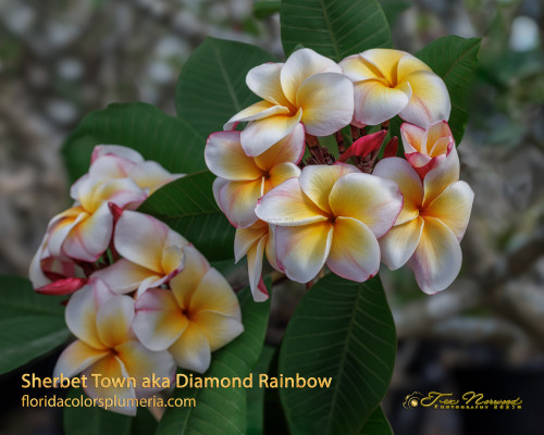 Sherbet Town aka Diamond Rainbow Plumeria