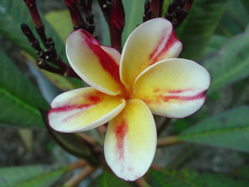 Shrimp Louie Plumeria