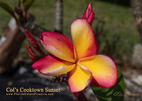 Col's Cooktown Sunset Plumeria