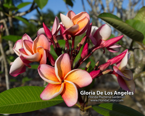 Gloria de Los Angeles FCN Plumeria