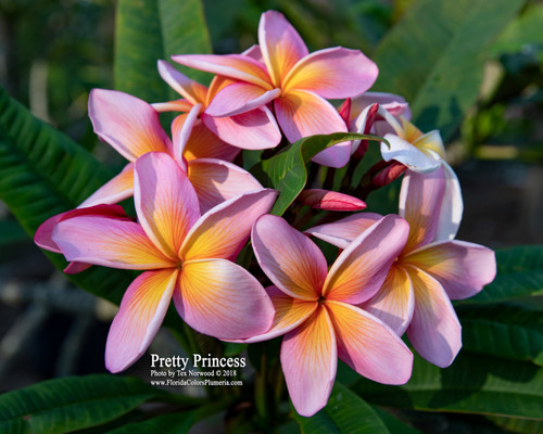 Pretty Princess Plumeria